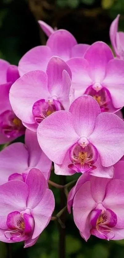 Vibrant pink orchids with lush green background.