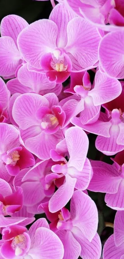 Mobile wallpaper with vibrant pink orchid blooms.