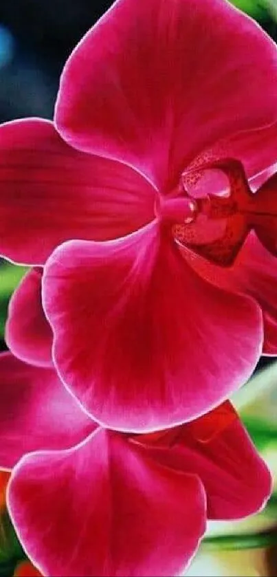 Pink orchid with vibrant petals against a blurred nature background.