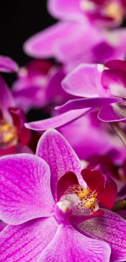 Vibrant pink orchid mobile wallpaper, perfect for floral elegance.