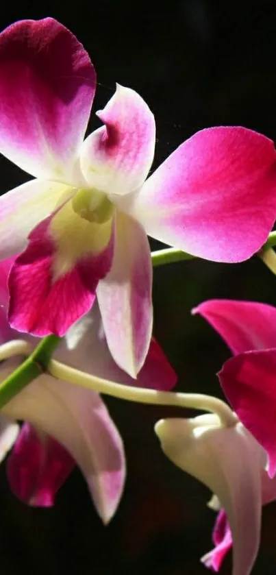 Close-up of vibrant pink orchids against a dark background.