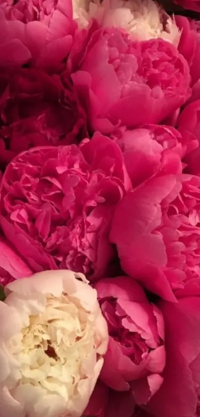 Close-up of vibrant pink peonies in bloom, creating a stunning floral wallpaper.