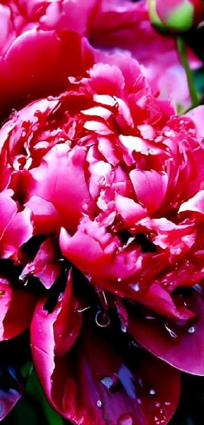 Vibrant pink peony blooms with dewdrops mobile wallpaper.