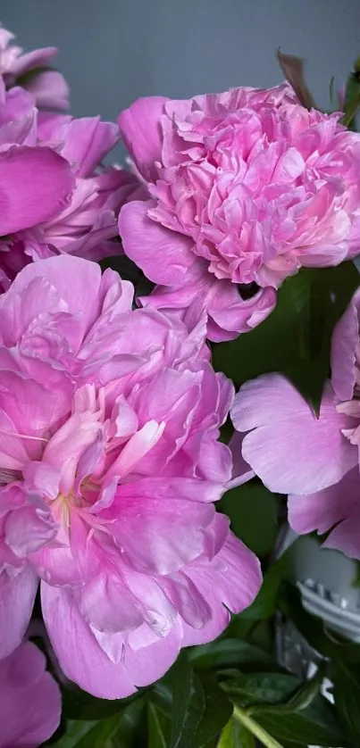 Vibrant pink peonies blossoming in a striking mobile wallpaper.