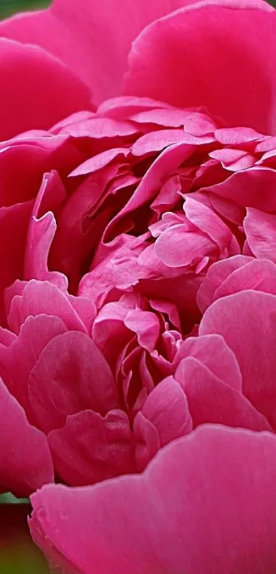 Vibrant pink peony flower with lush petals.