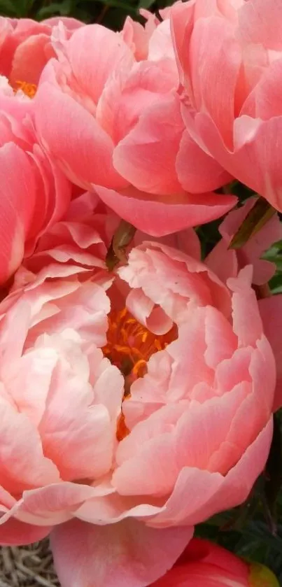 Vibrant pink peony flowers in full bloom, perfect for a mobile wallpaper.