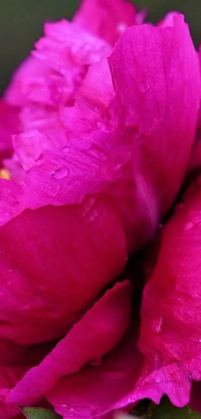 Close-up of vibrant pink peony flower, showcasing lush petals.