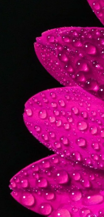 Close-up of pink flower petals with dew.