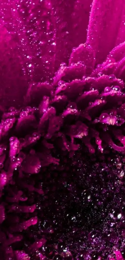 Close-up of a vibrant magenta flower with dew on petals.