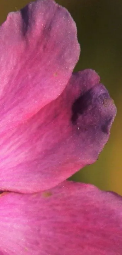 Close-up of a pink flower petal with vibrant shades for wallpaper.