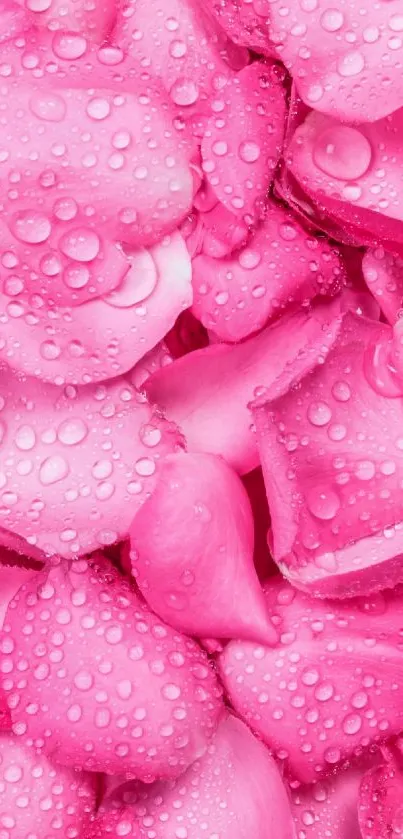 Pink petals with water droplets mobile wallpaper.