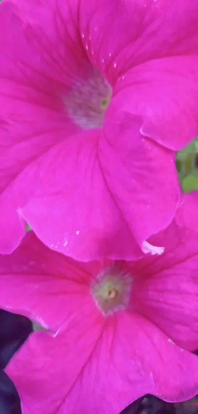 Bright pink petunia flowers close-up.