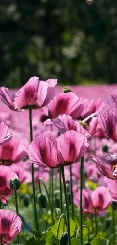 Pink poppies bloom with lush green leaves, creating a vibrant floral scene.