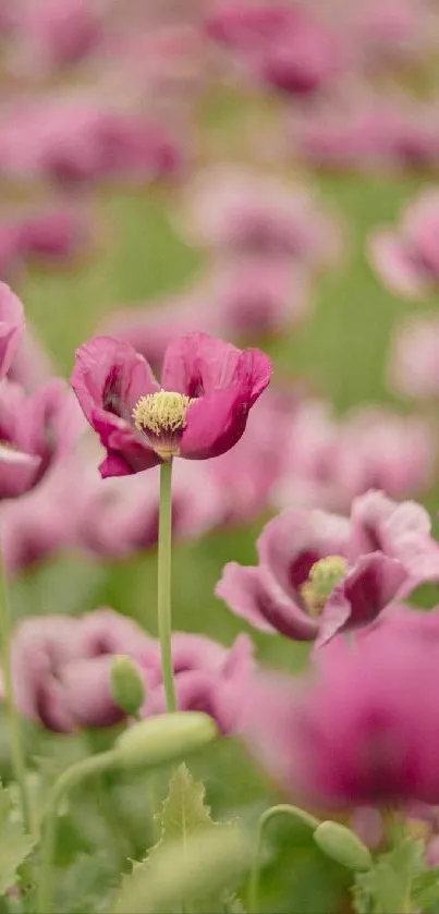 A field of vibrant pink poppies in full bloom.