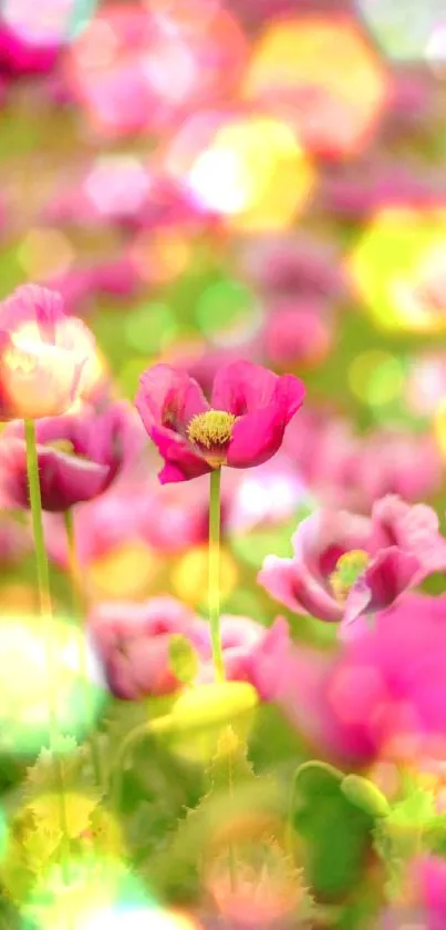 Lush pink poppy field creating a serene and vibrant mobile wallpaper.