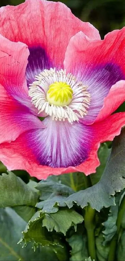 Vibrant pink poppy flower with green leaves.