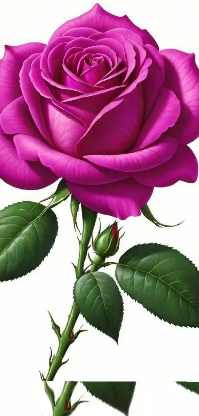 Vibrant pink rose with green leaves wallpaper art