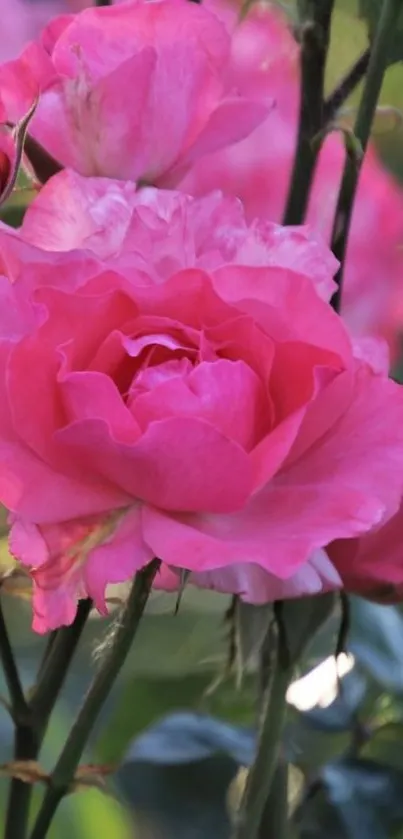 Close-up of vibrant pink rose in bloom, showcasing petals.