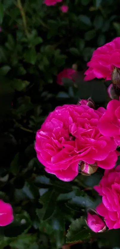 Vibrant pink roses in full bloom against lush green foliage.