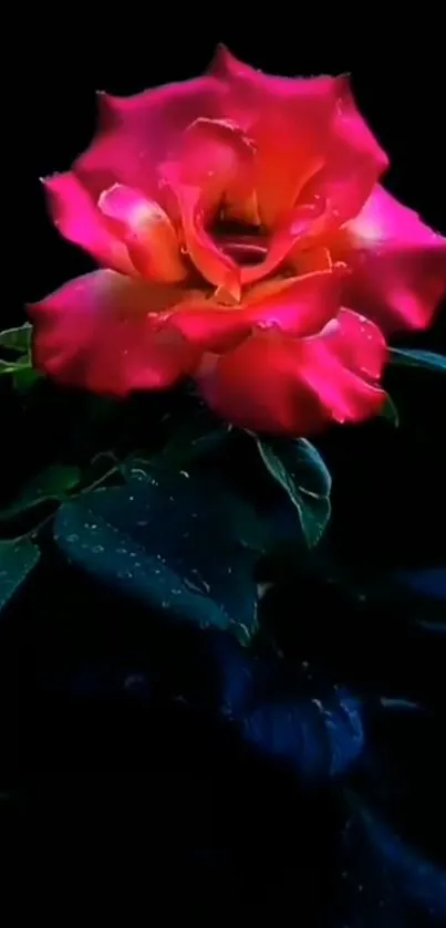 Vibrant pink rose against dark background