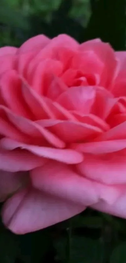 Close-up of a vibrant pink rose with lush petals.