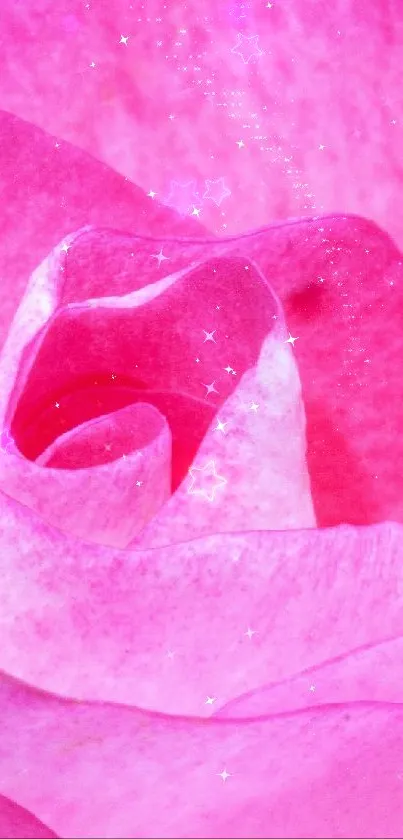 Close-up of a vibrant pink rose blossom in full bloom.