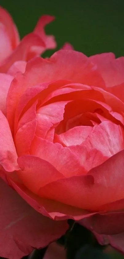 Close-up of a vibrant pink rose in full bloom with green background.