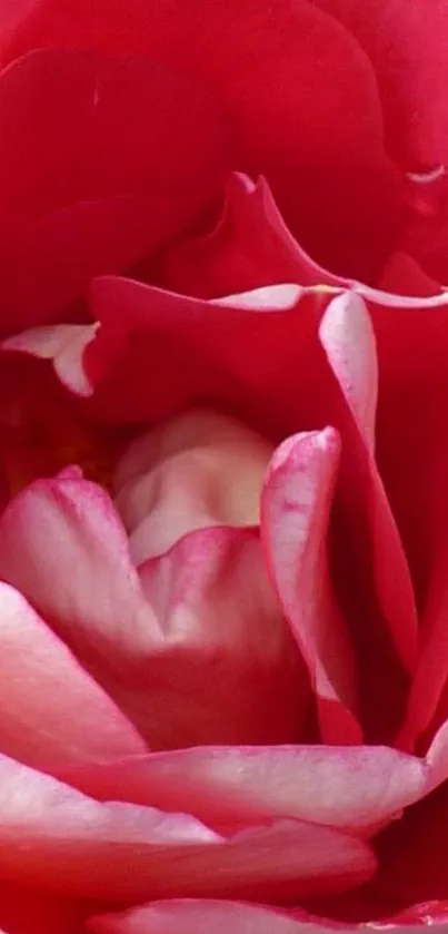 Close-up of vibrant pink rose blossom wallpaper.