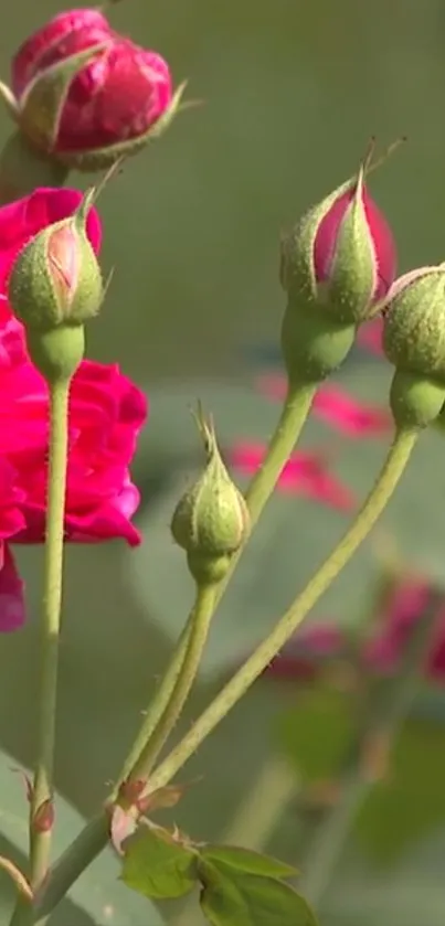 Close-up of vibrant pink roses and green buds in a natural setting.