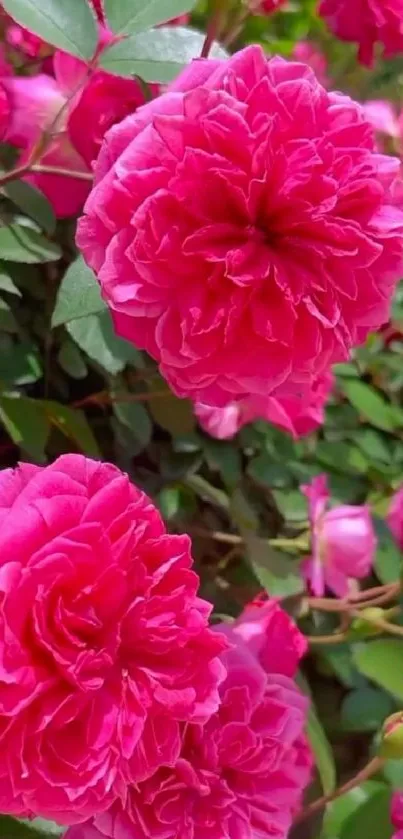 Vibrant pink roses in a lush garden setting