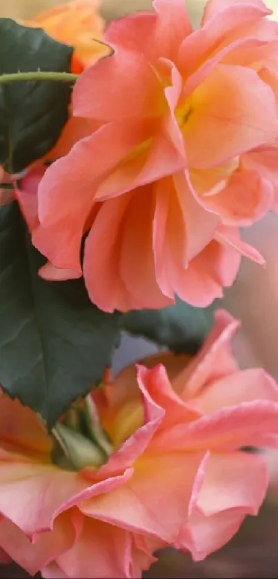 Close-up of vibrant pink roses with lush green leaves.