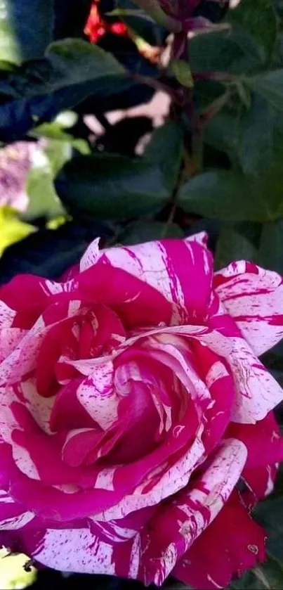 Pink and white rose with green leaves mobile wallpaper.