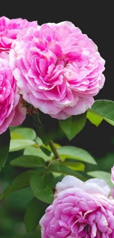 Vibrant pink roses in full bloom with lush green leaves.