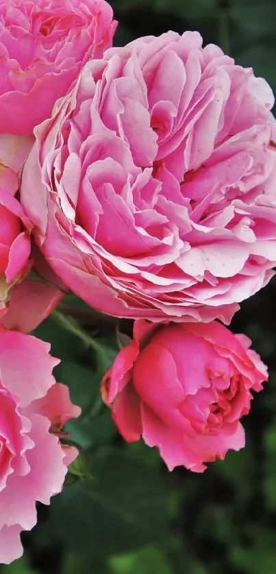 Pink roses with lush green leaves mobile wallpaper.