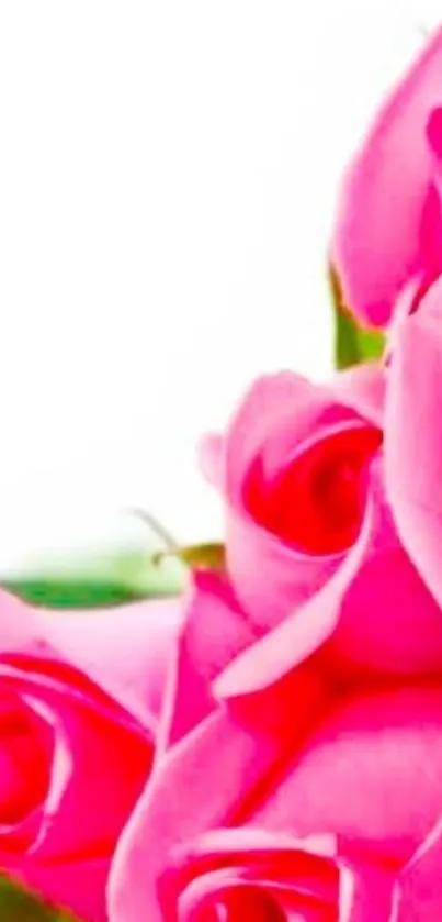 Beautiful bunch of vibrant pink roses against a light background.