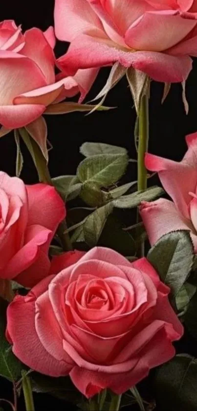 Close-up of vibrant pink roses with lush green leaves on a dark background.