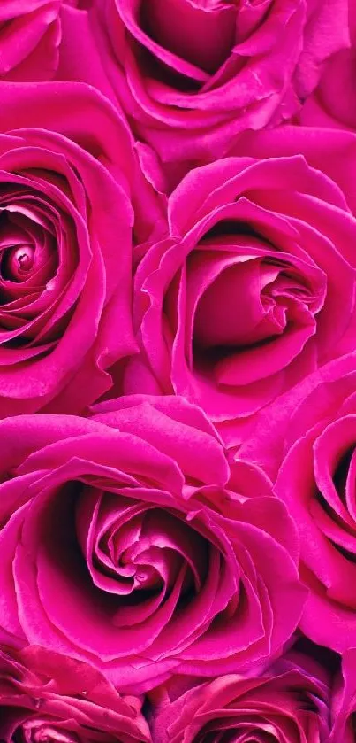 A vibrant pink rose bouquet wallpaper for mobile devices.