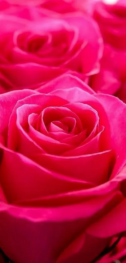 Vibrant pink roses in full bloom, creating a lush and elegant floral display.