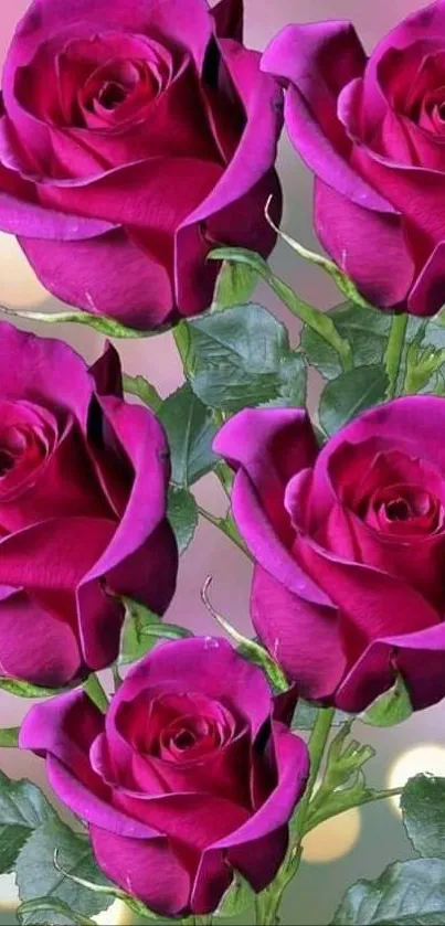 Vibrant pink roses bouquet with green leaves background.