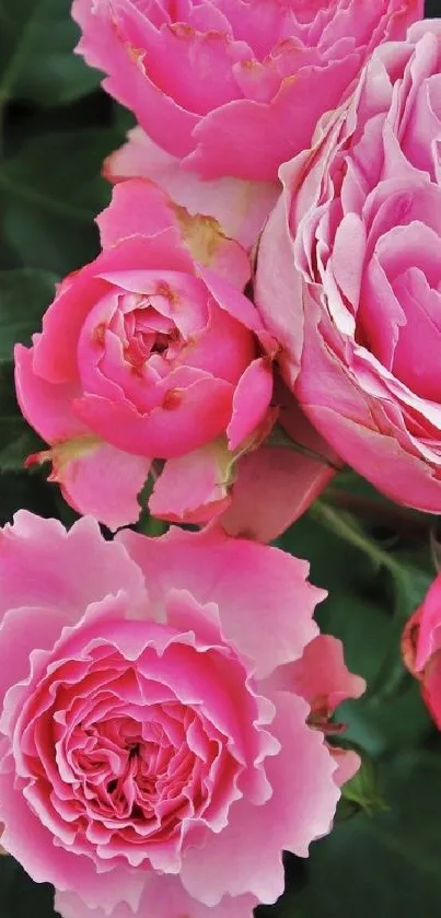 Mobile wallpaper of vibrant pink roses in full bloom.