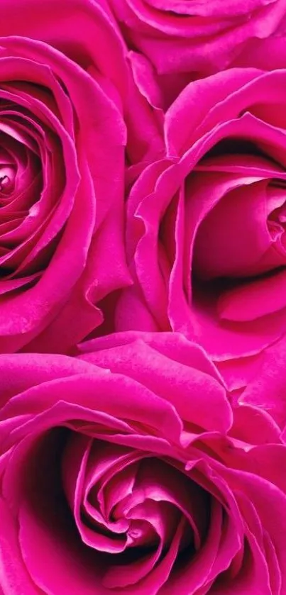 Vibrant pink roses in full bloom, perfect for floral mobile wallpaper.