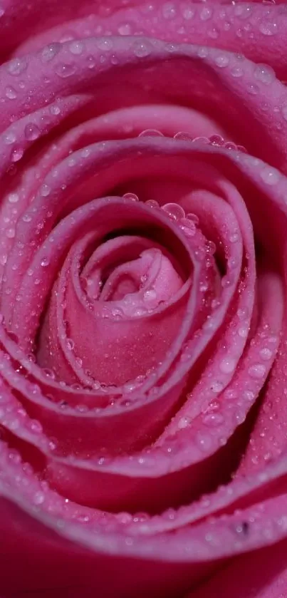 Close-up image of a vibrant pink rose with dew drops on petals.