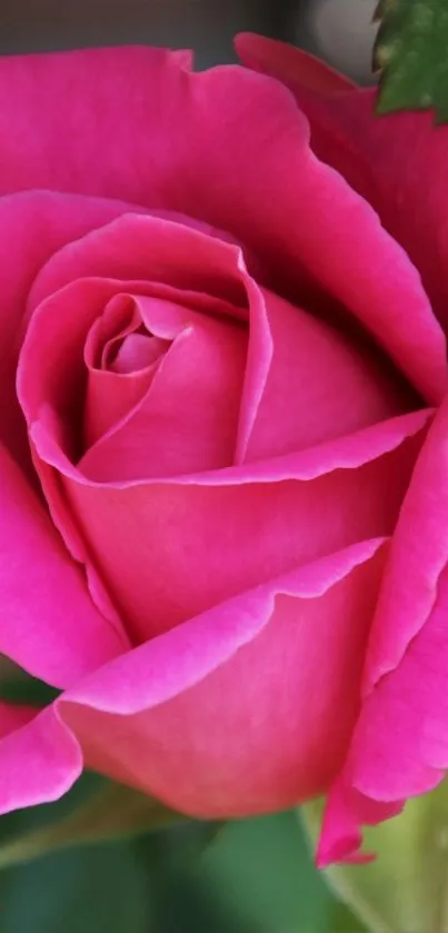 Close-up of a vibrant pink rose with detailed petals and green leaves.