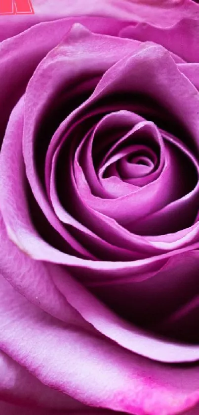 Close-up of a vibrant pink rose with detailed petals.