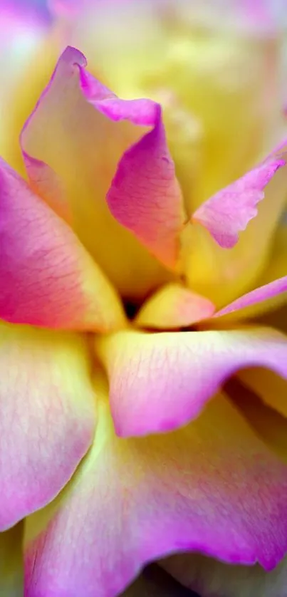 Close-up of a vibrant pink rose displaying intricate petal details.