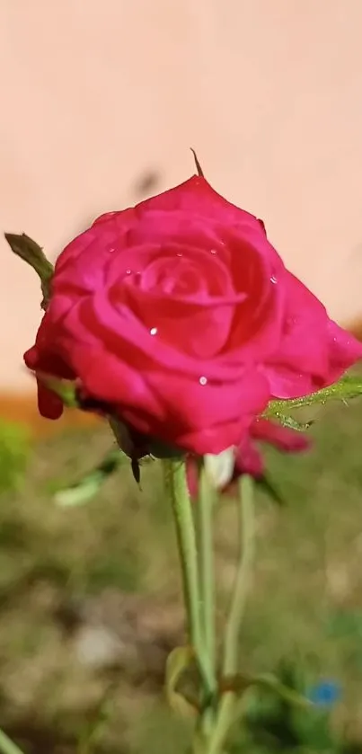 Close-up of a vibrant pink rose in full bloom with a blurred green background.