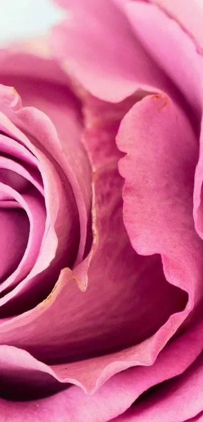 Close-up shot of a vibrant pink rose with detailed petals.