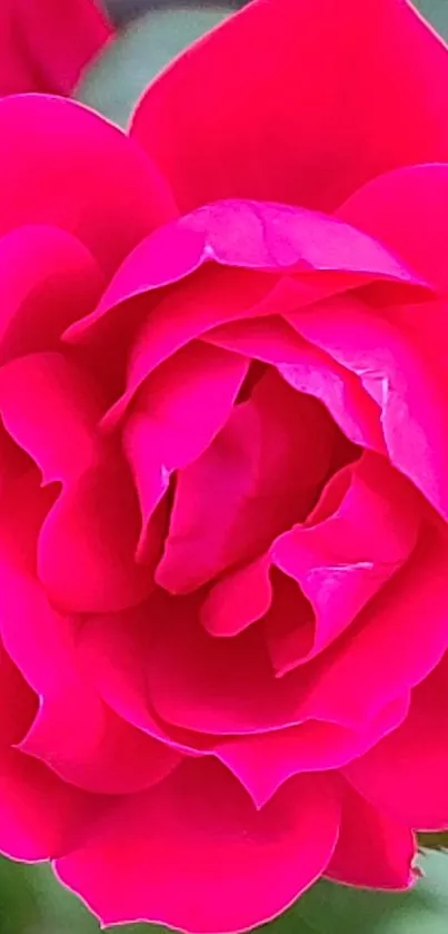 Close-up of a vibrant pink rose with detailed petals, suitable as a mobile wallpaper.