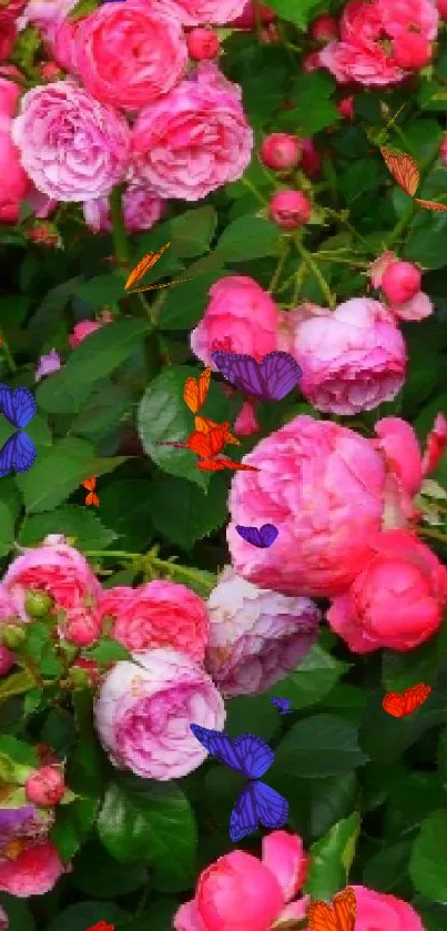 Vibrant pink roses bloom in a lush green garden setting.