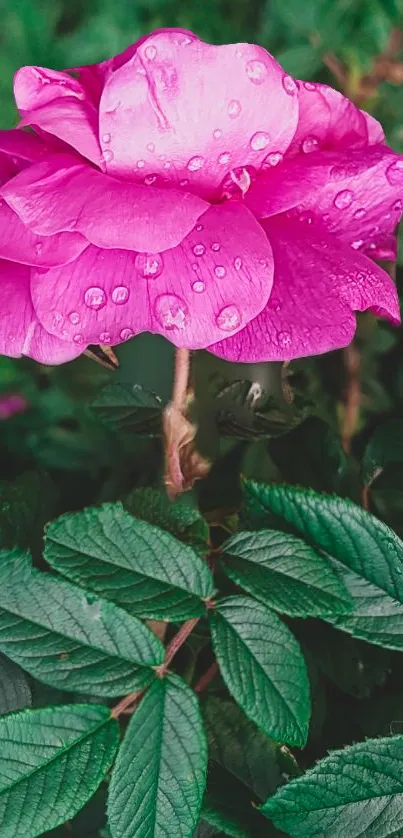 Vibrant pink rose with dew drops on green leaves.